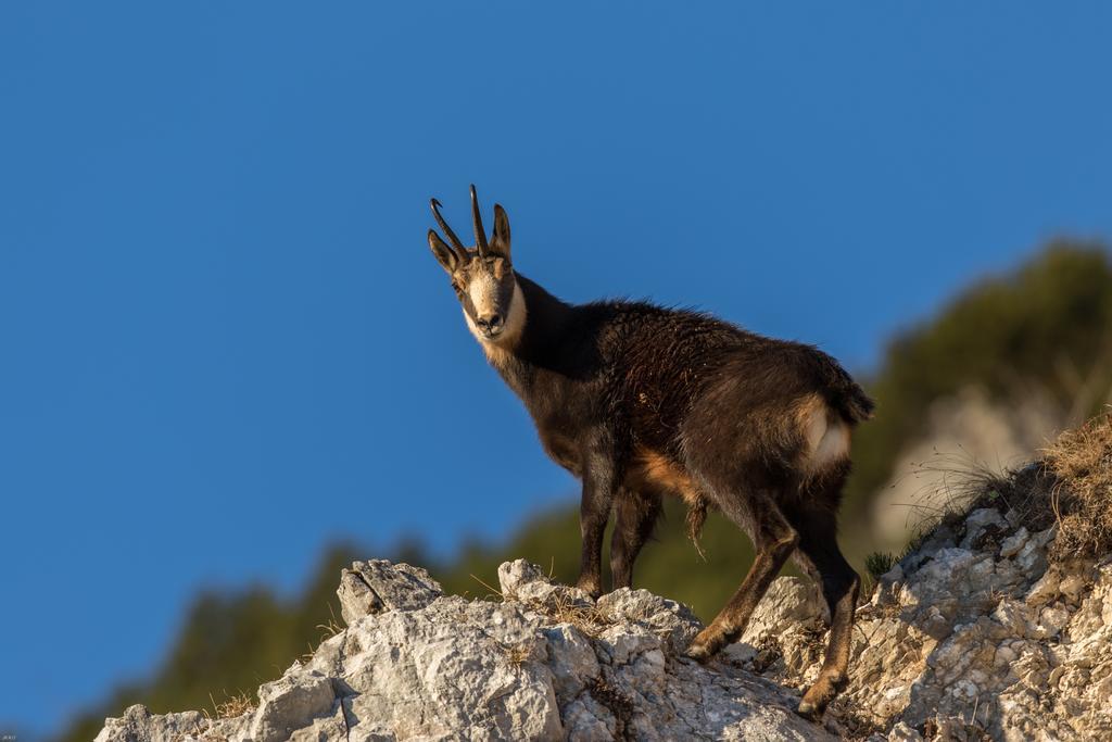 Brunarica Bled Zatrnik Pokljuka Exteriér fotografie
