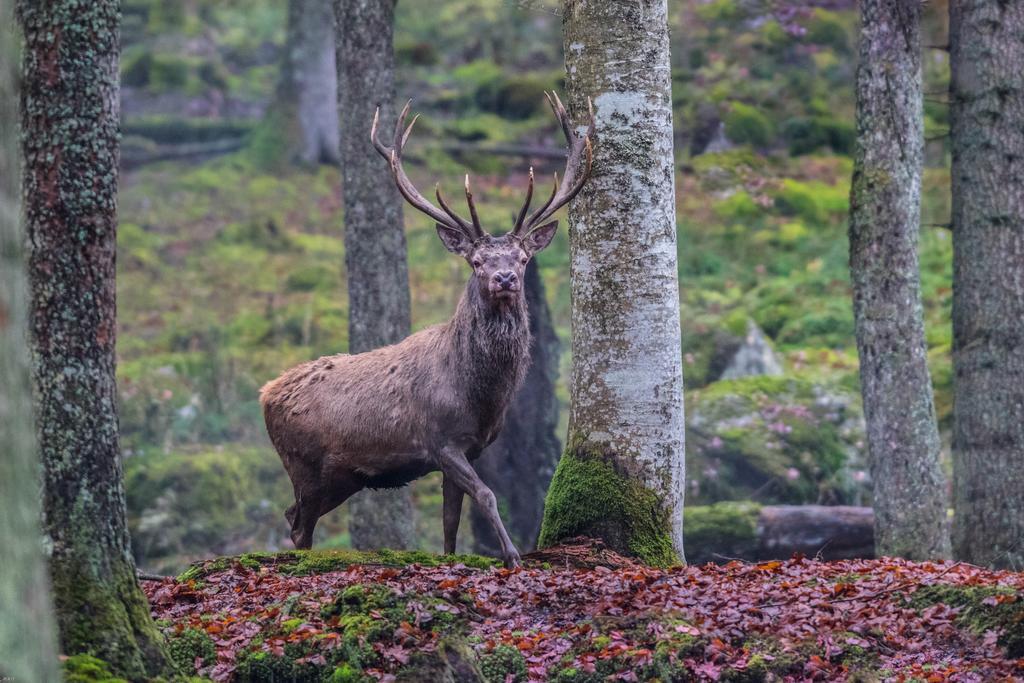 Brunarica Bled Zatrnik Pokljuka Exteriér fotografie